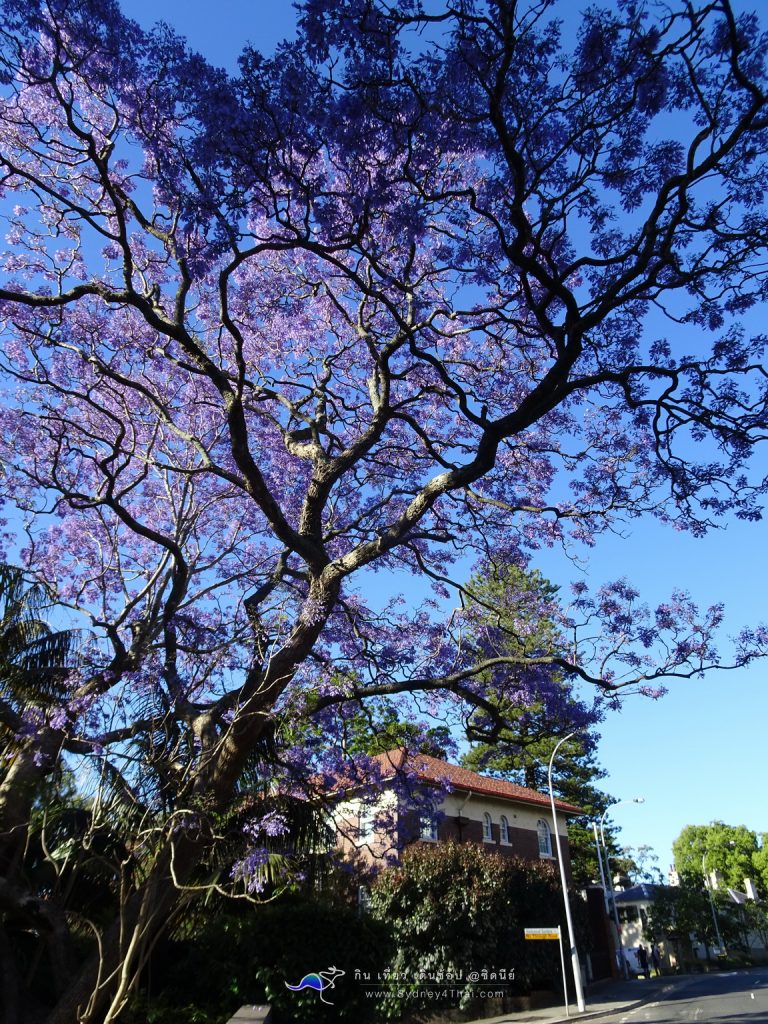 Beautiful Jacaranda tree Sydney Australia 