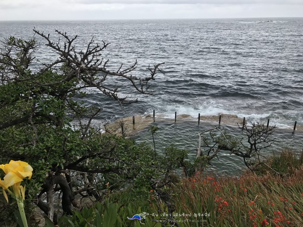 ทะเลซิดนีย์ McIvers Baths Coogee Beach 004