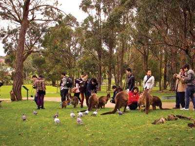 ชมสัตว์ป่า Australia เมลเบิร์น รัฐวิกตอเรีย Sovereign Hill 