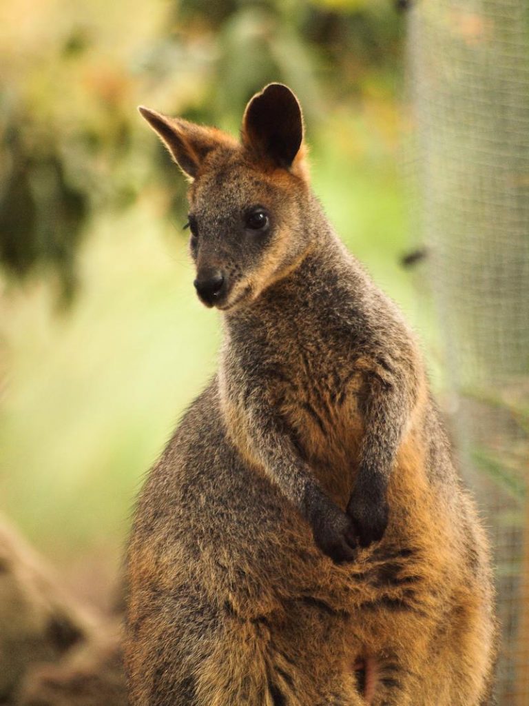 เที่ยวซิดนีย์ 1 วัน สวนสัตว์ Taronga Zoo 005